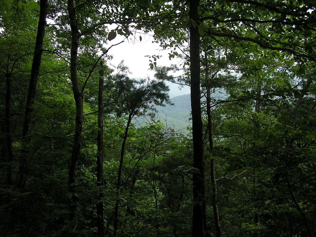 tennessee mountains trees outside free photo