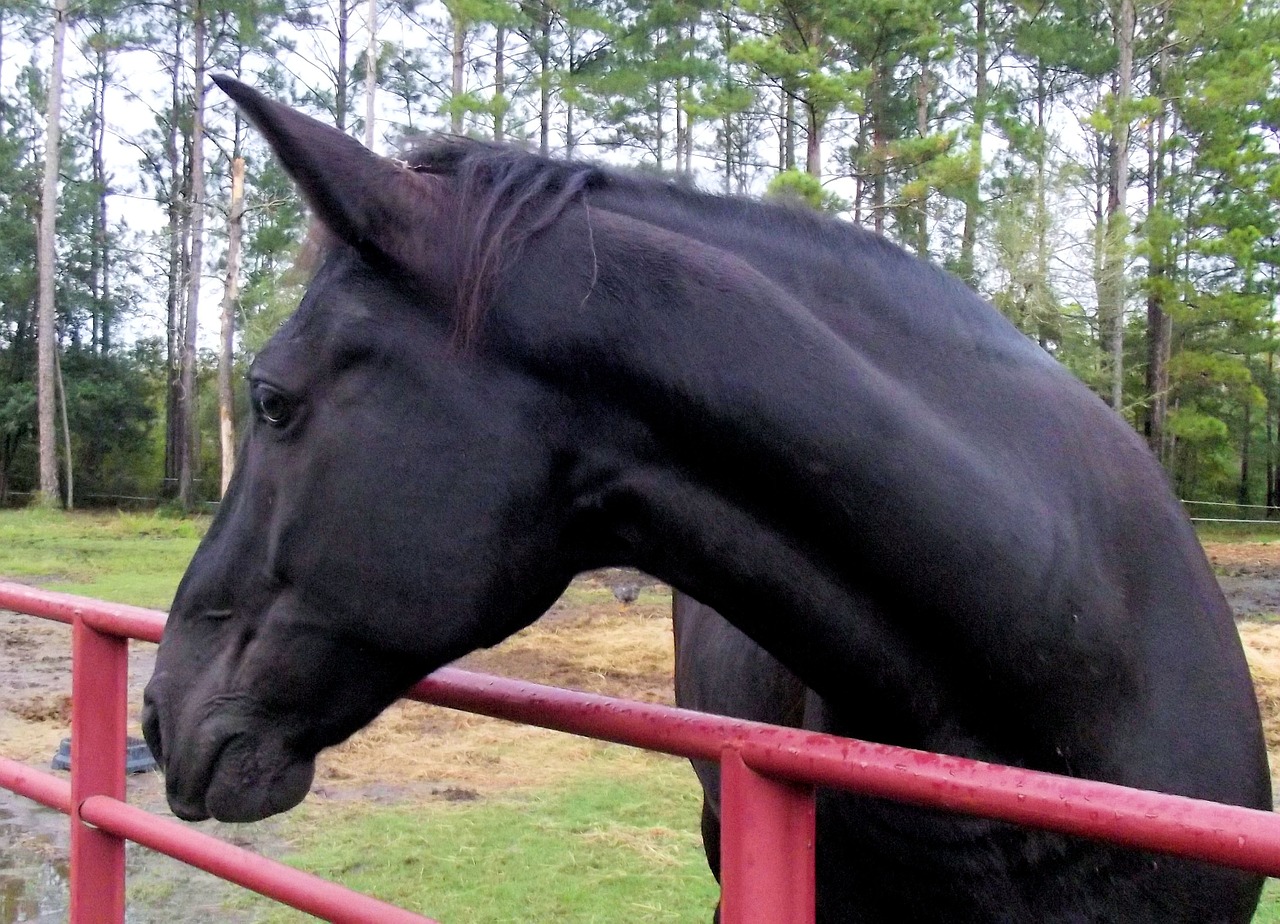 tennessee walking horse twh horse free photo