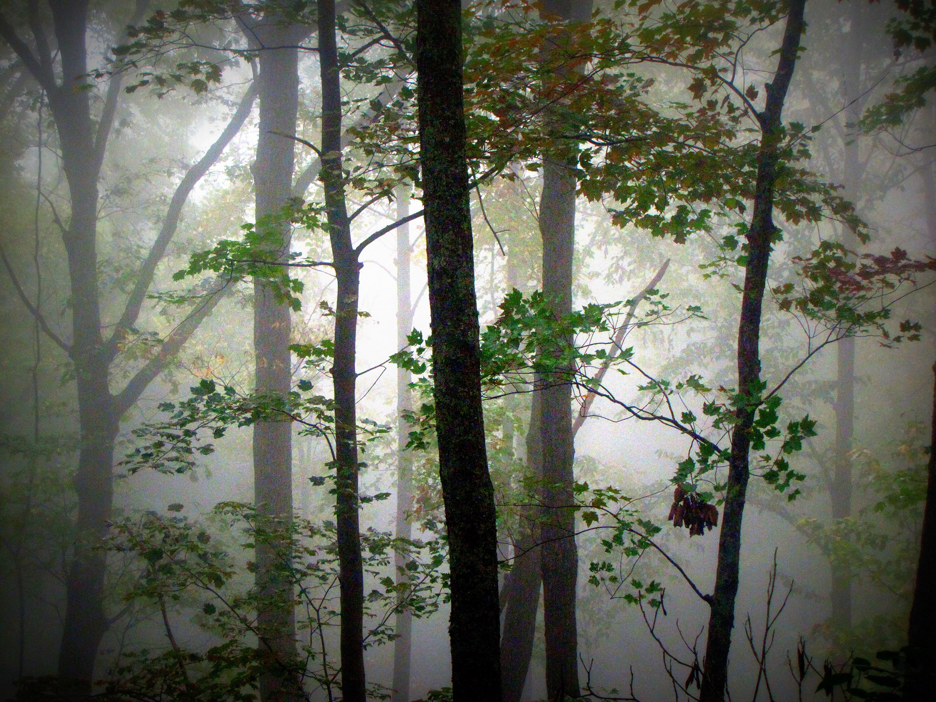 trees fog forest free photo