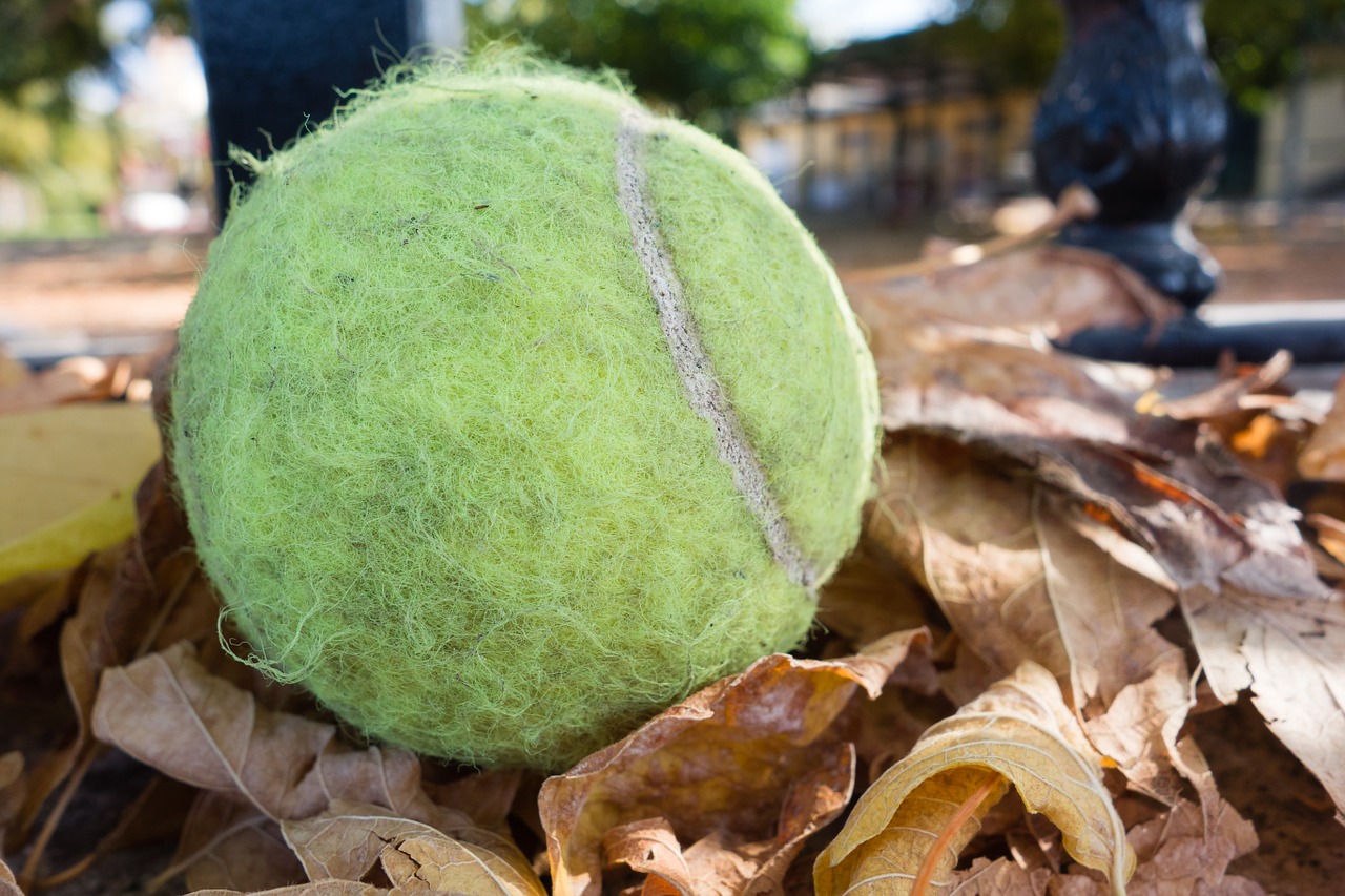 tennis ball ball tennis free photo