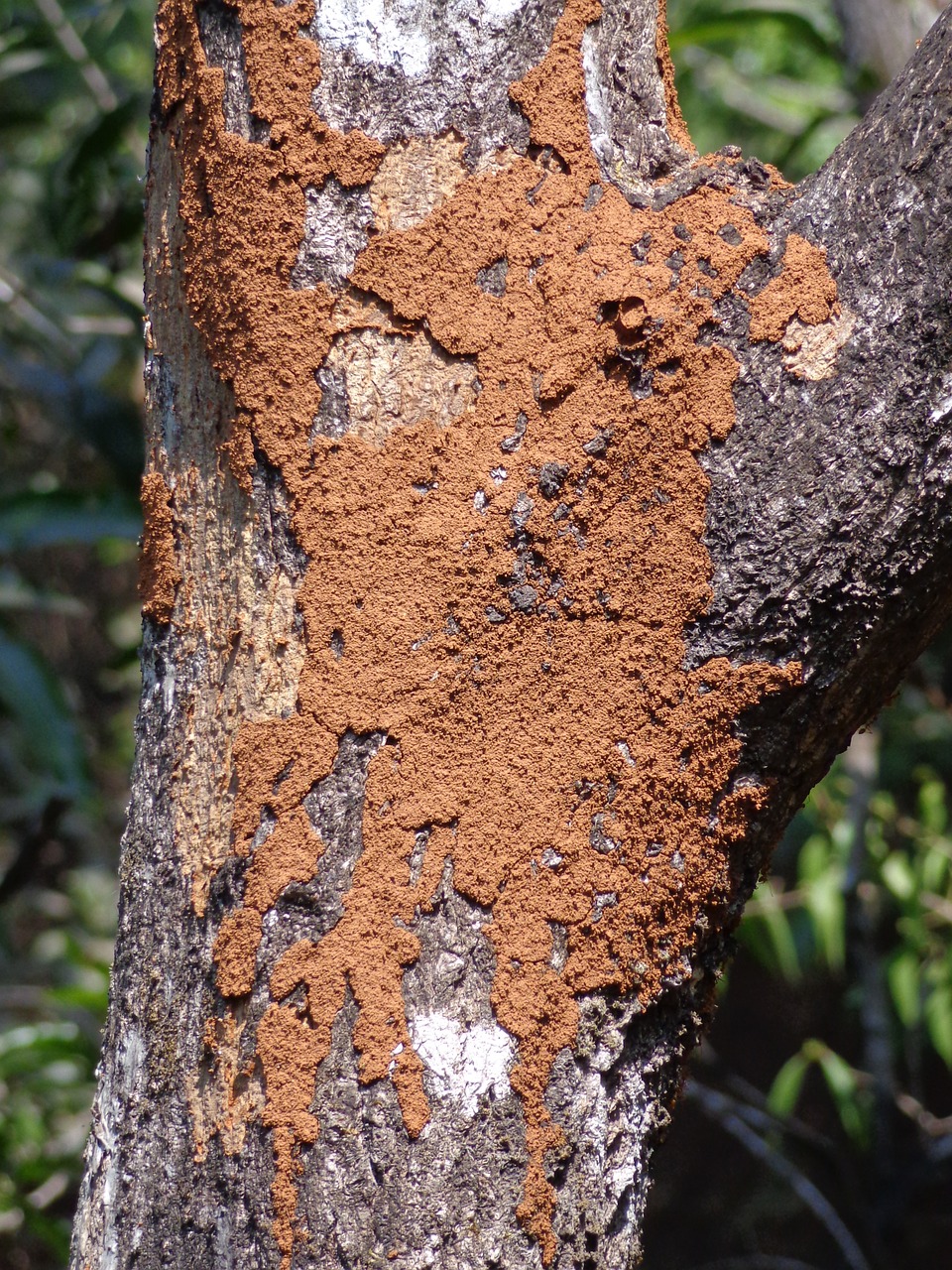 termite tree mound free photo