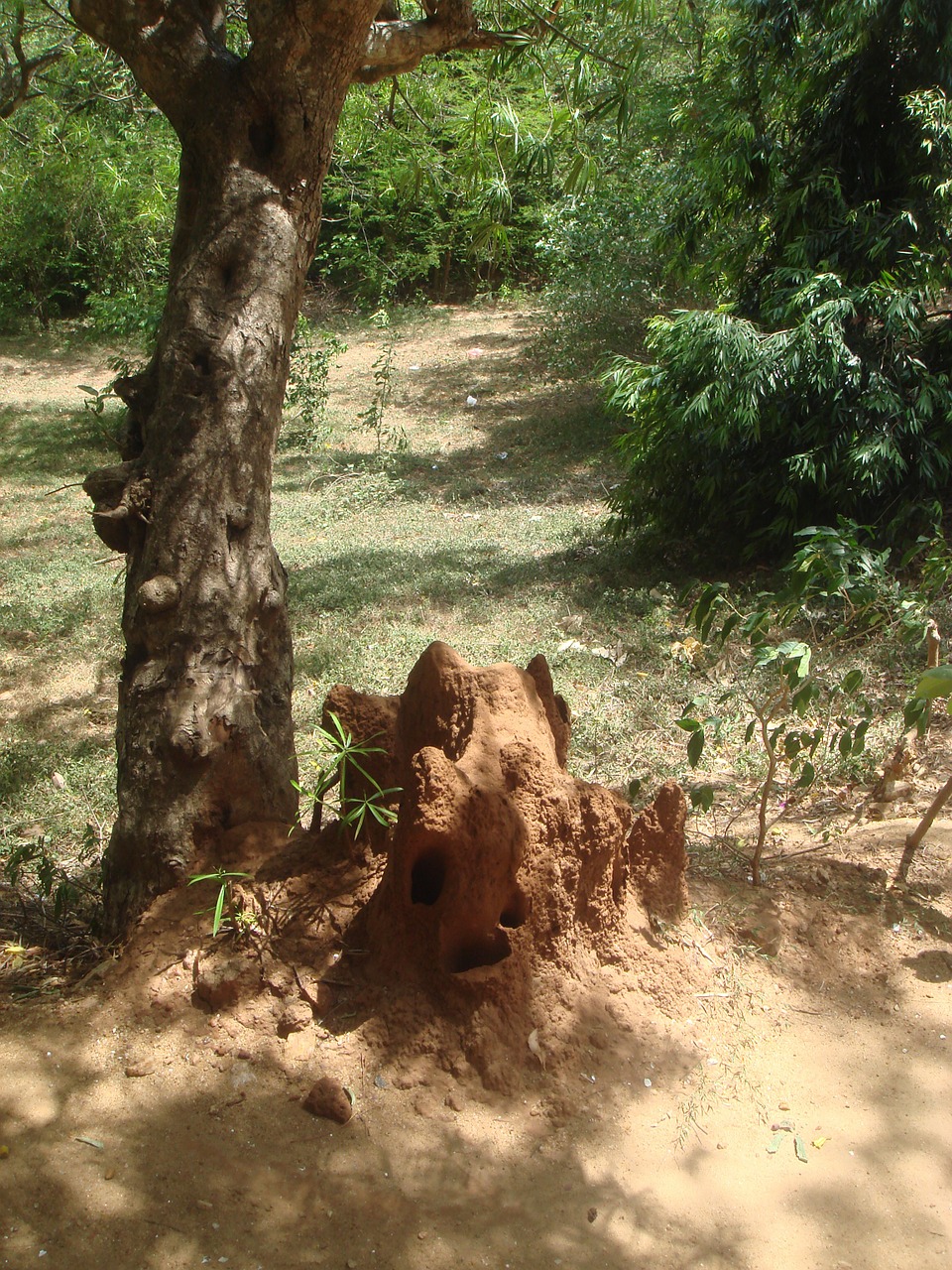 termite sri lanka ant hill free photo