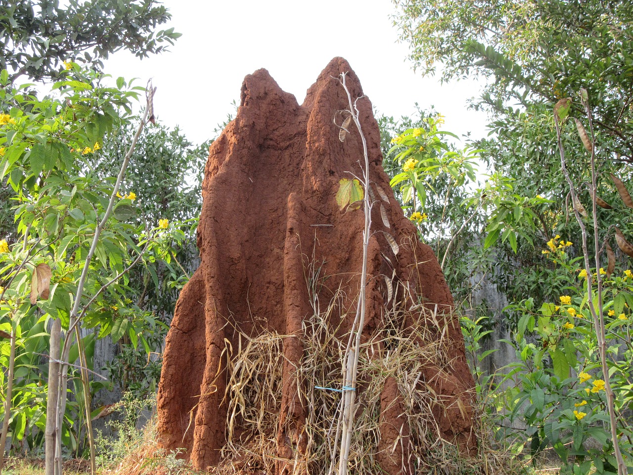 termite ant termite hill free photo