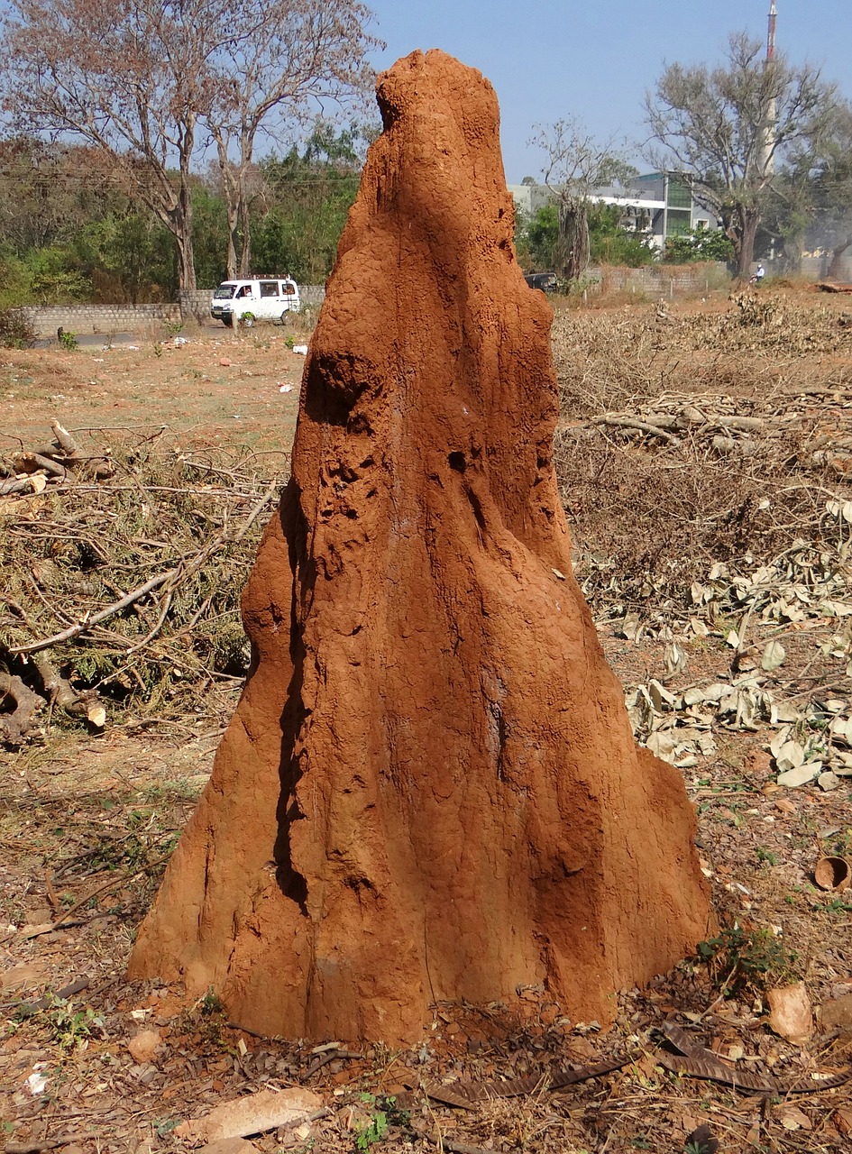 termite hill termites mound free photo
