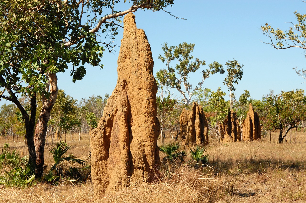 termite hill ants landscape free photo
