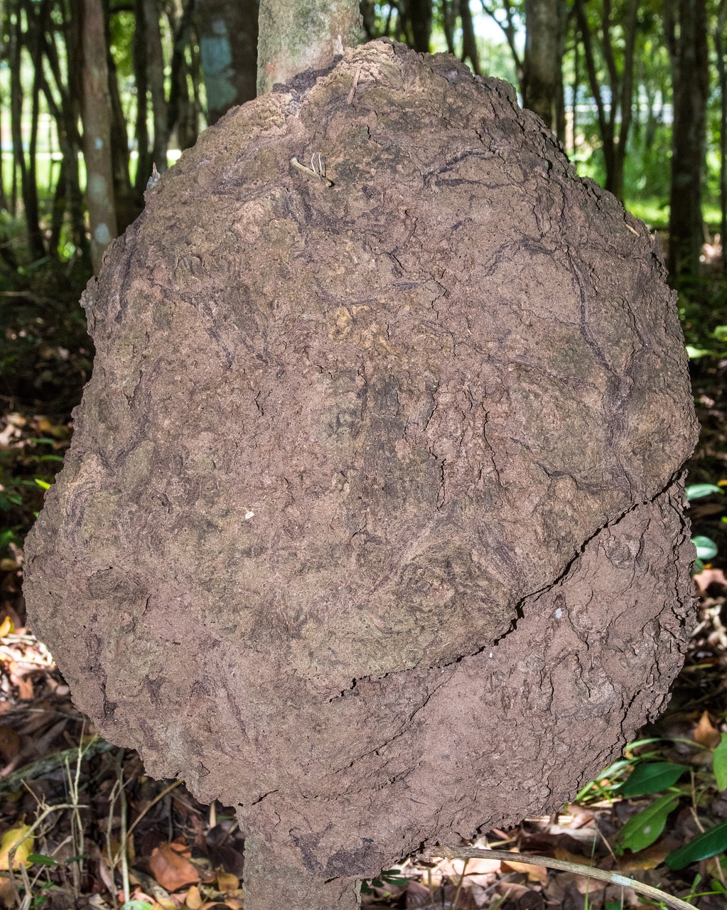 termite nest  brown  rough free photo