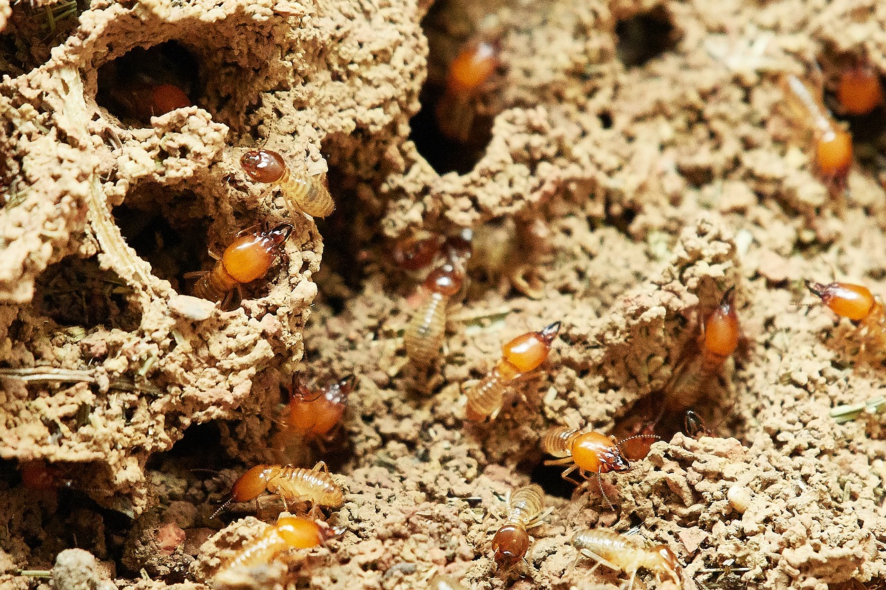 termites  nature  food free photo