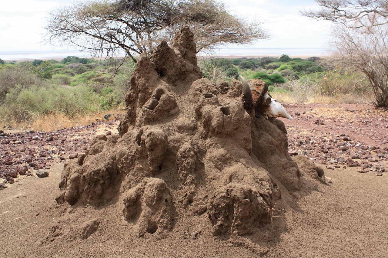 termitiera safari tanzania free photo