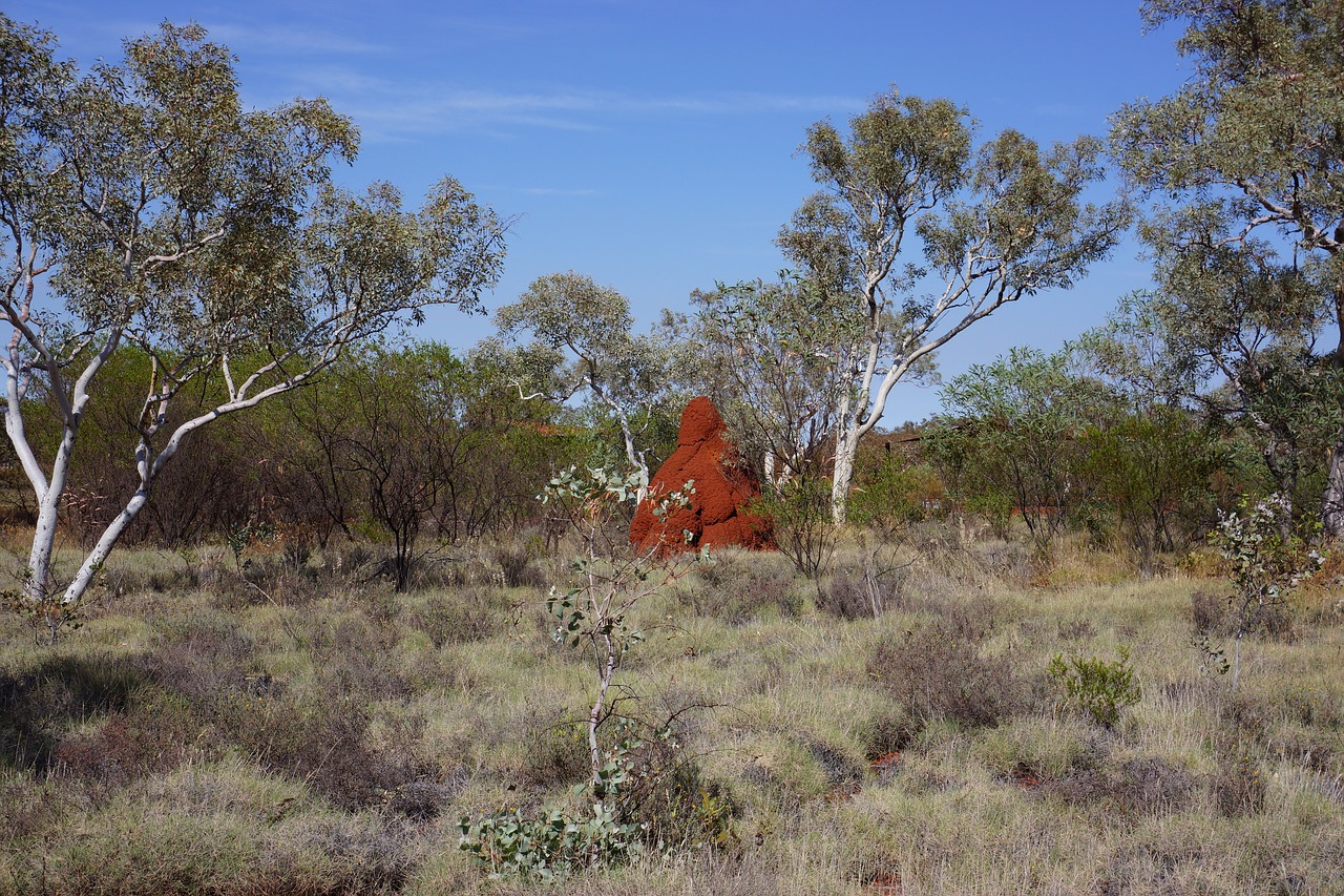 termittenhuegel australia outback free photo