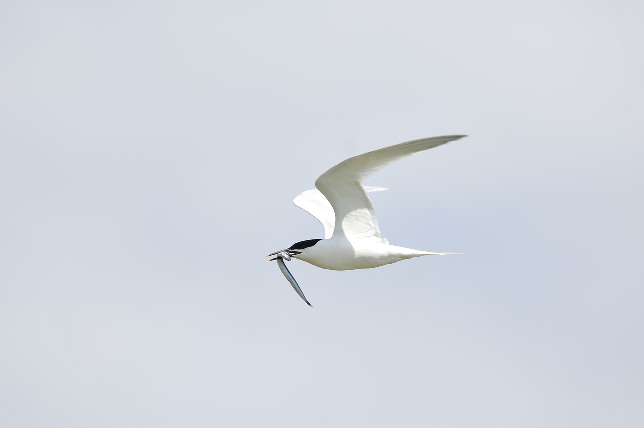 tern bird holland free photo