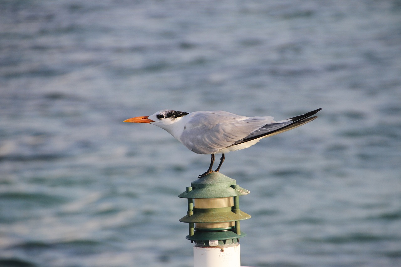tern seabird bird free photo