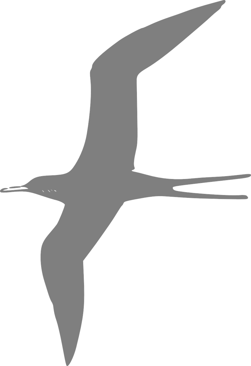 tern bird avian free photo