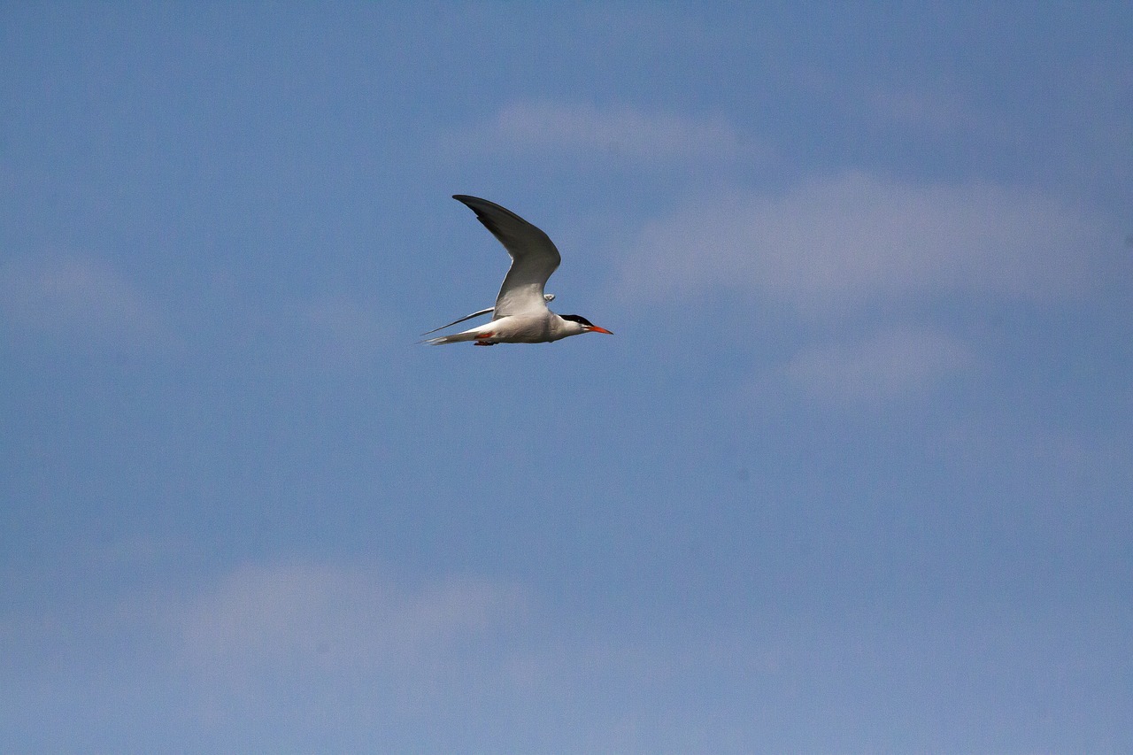 tern  bird  nature free photo