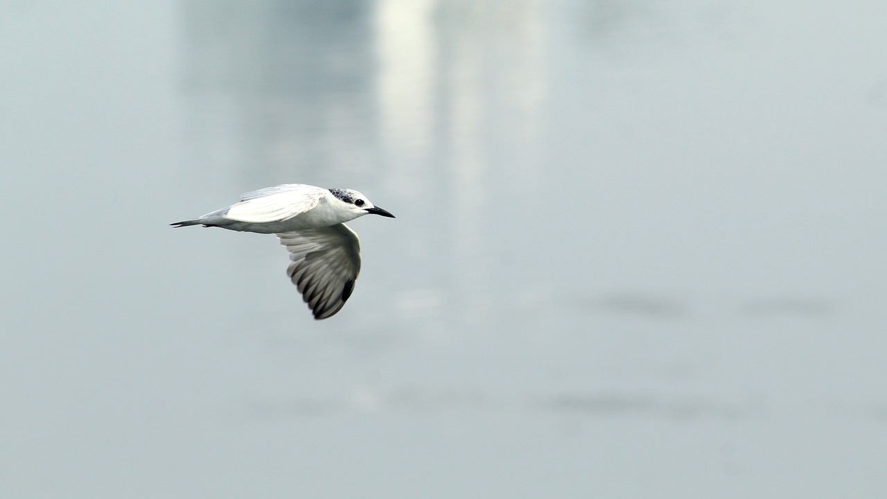 tern  whiskered  bird free photo