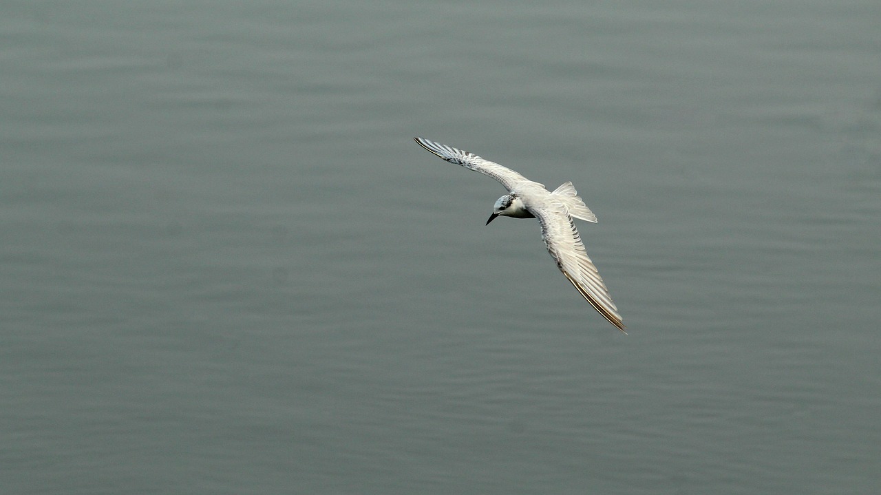 tern  whiskered  bird free photo