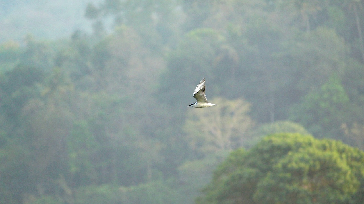 tern  whiskered  bird free photo