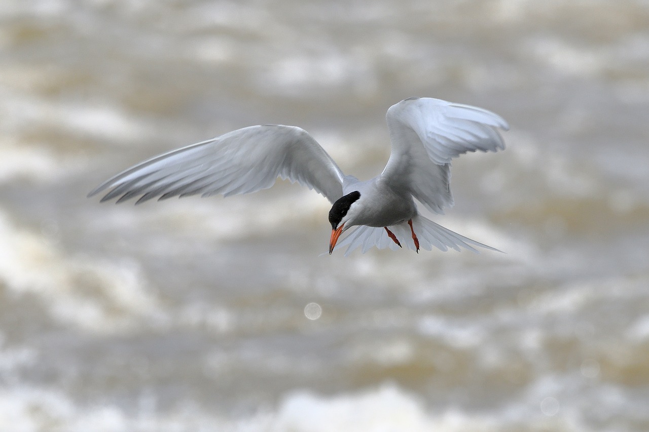 tern  common tern  birds free photo