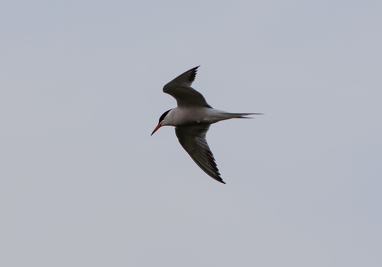tern  arctic tern  white bird free photo