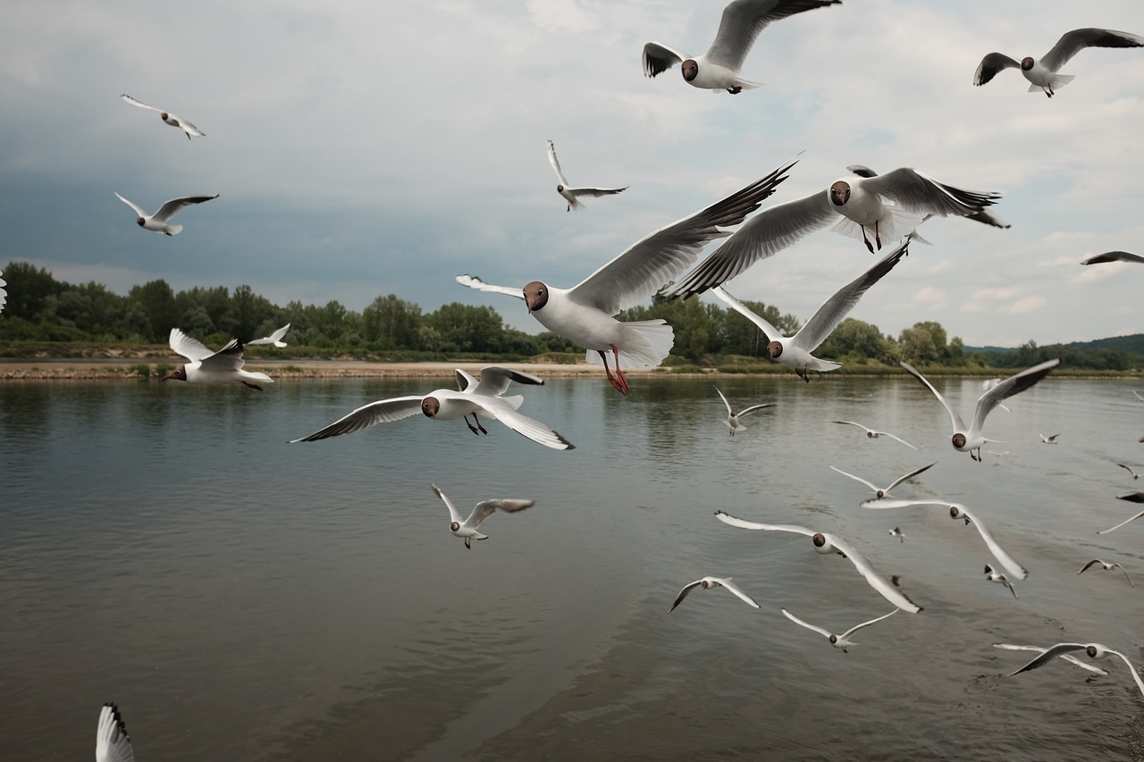 terns  wisla  view free photo