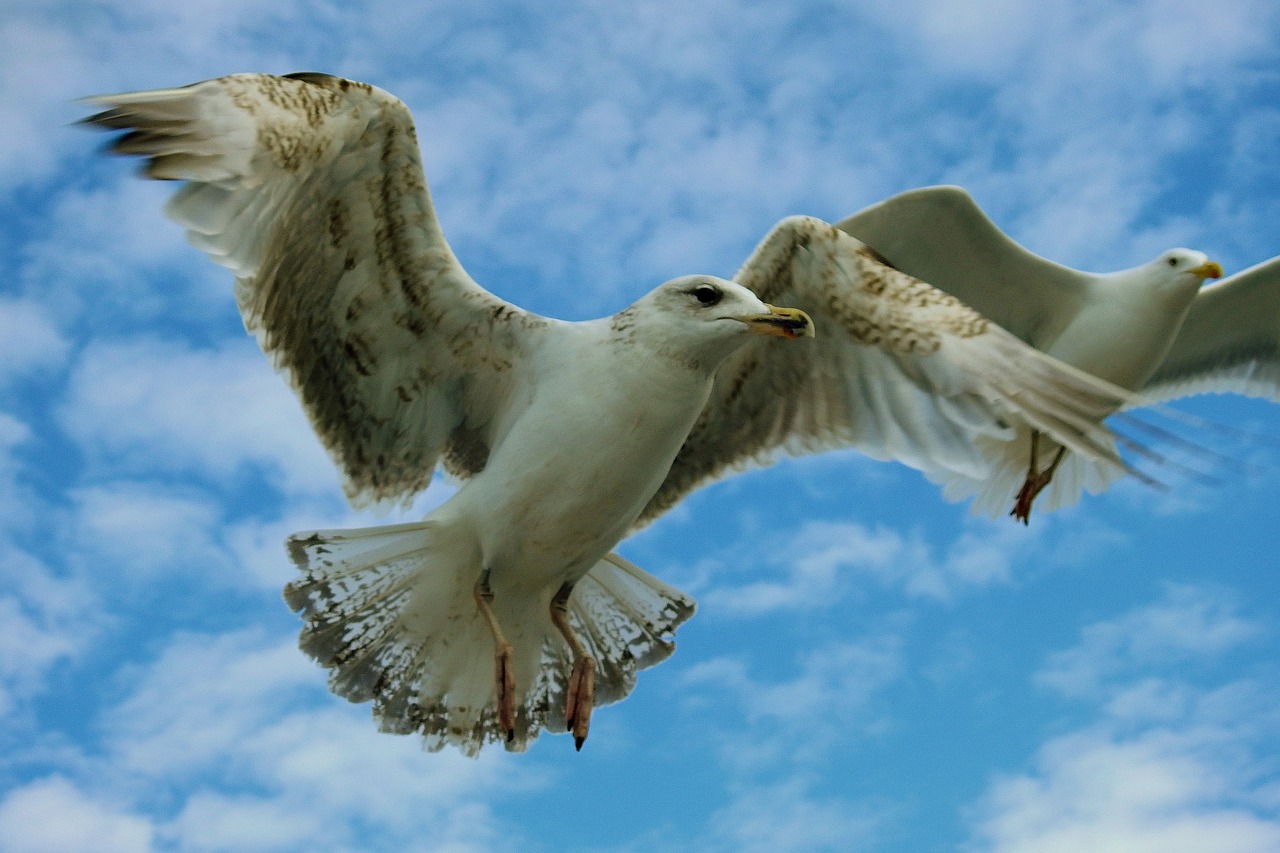 terns  flight  birds free photo
