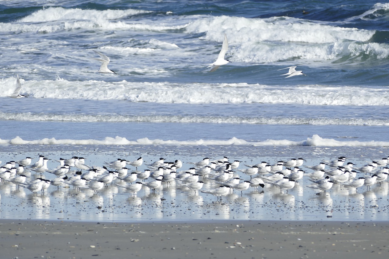 terns  sandwich tern  seevogel free photo