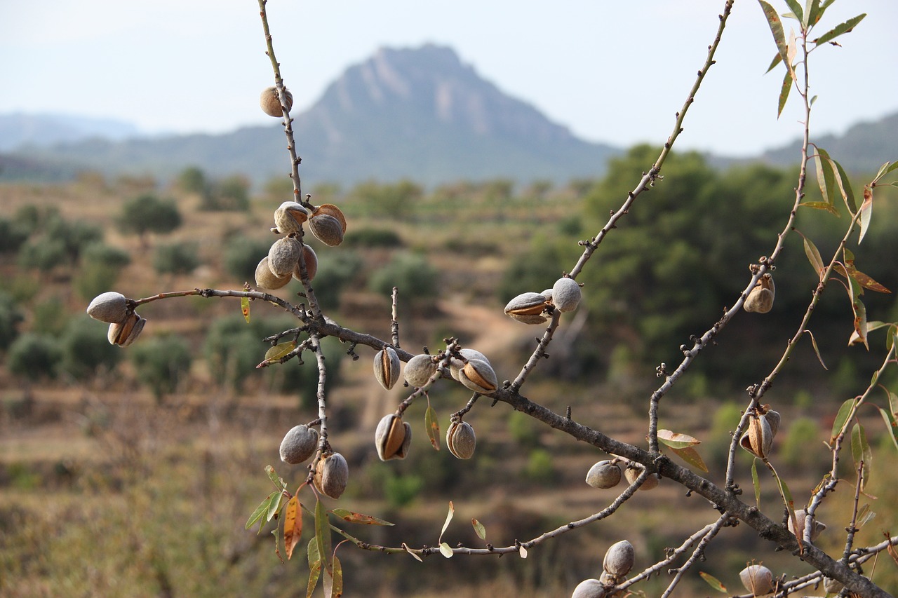 terra-high  almond trees  landscape free photo