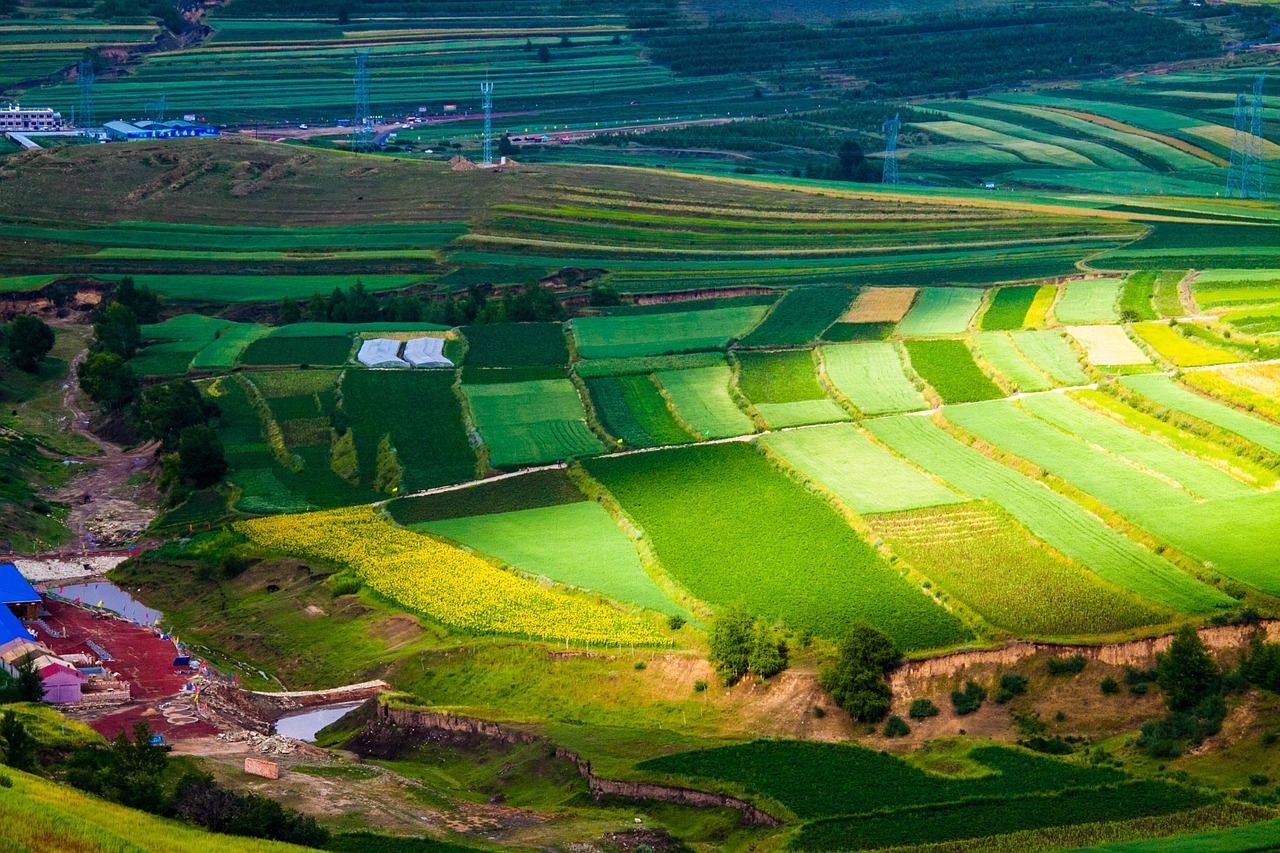 terrace fields agriculture free photo