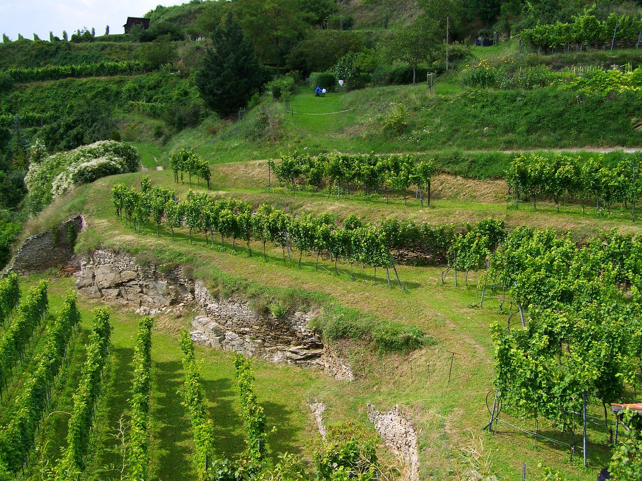 terrace viticulture krems austria free photo