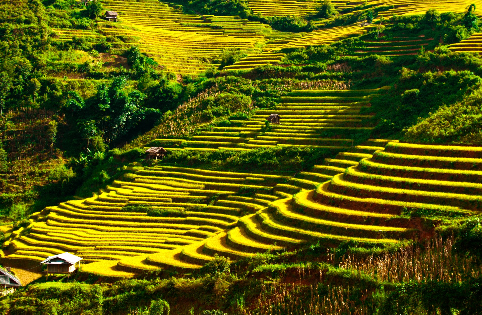 terraced fields mu cang chai yen bai free photo