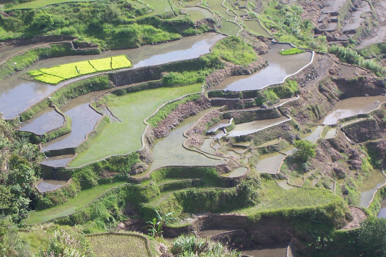 terraces rice cultivation rice fields free photo