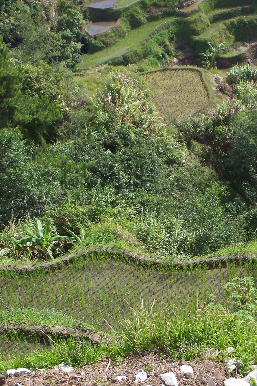 terraces rice cultivation rice fields free photo