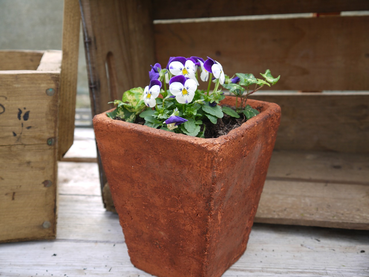 terracotta pot viola garden free photo