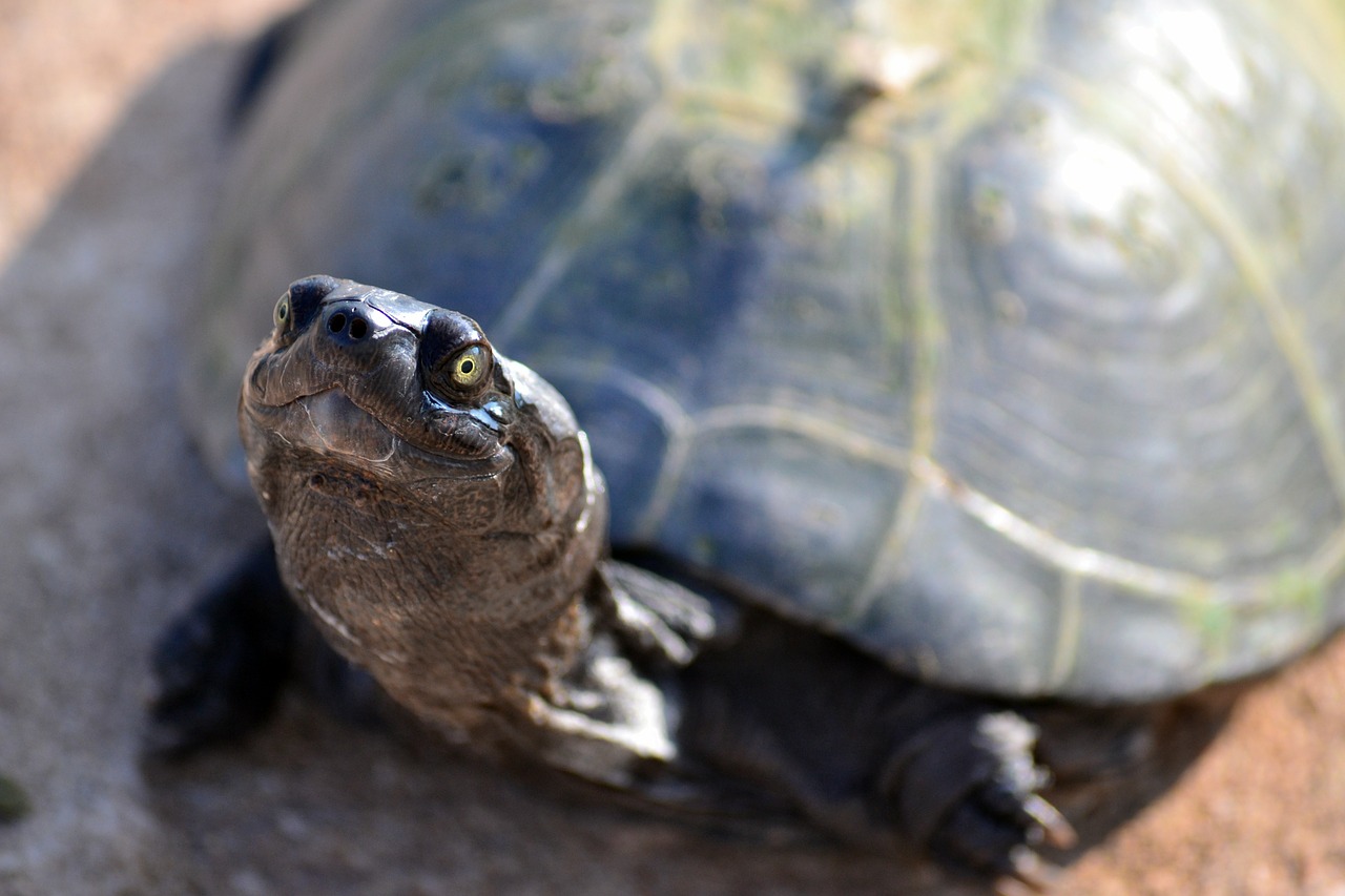 terrapin turtle zurtoise free photo