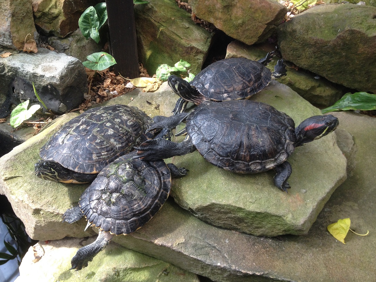 terrapins turtles sliders free photo