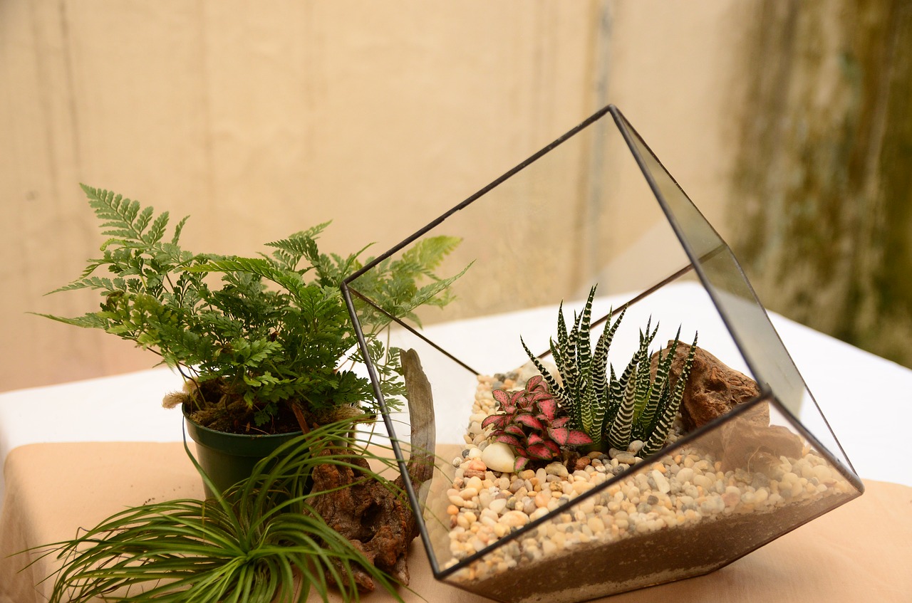 terrarium tree geometric free photo