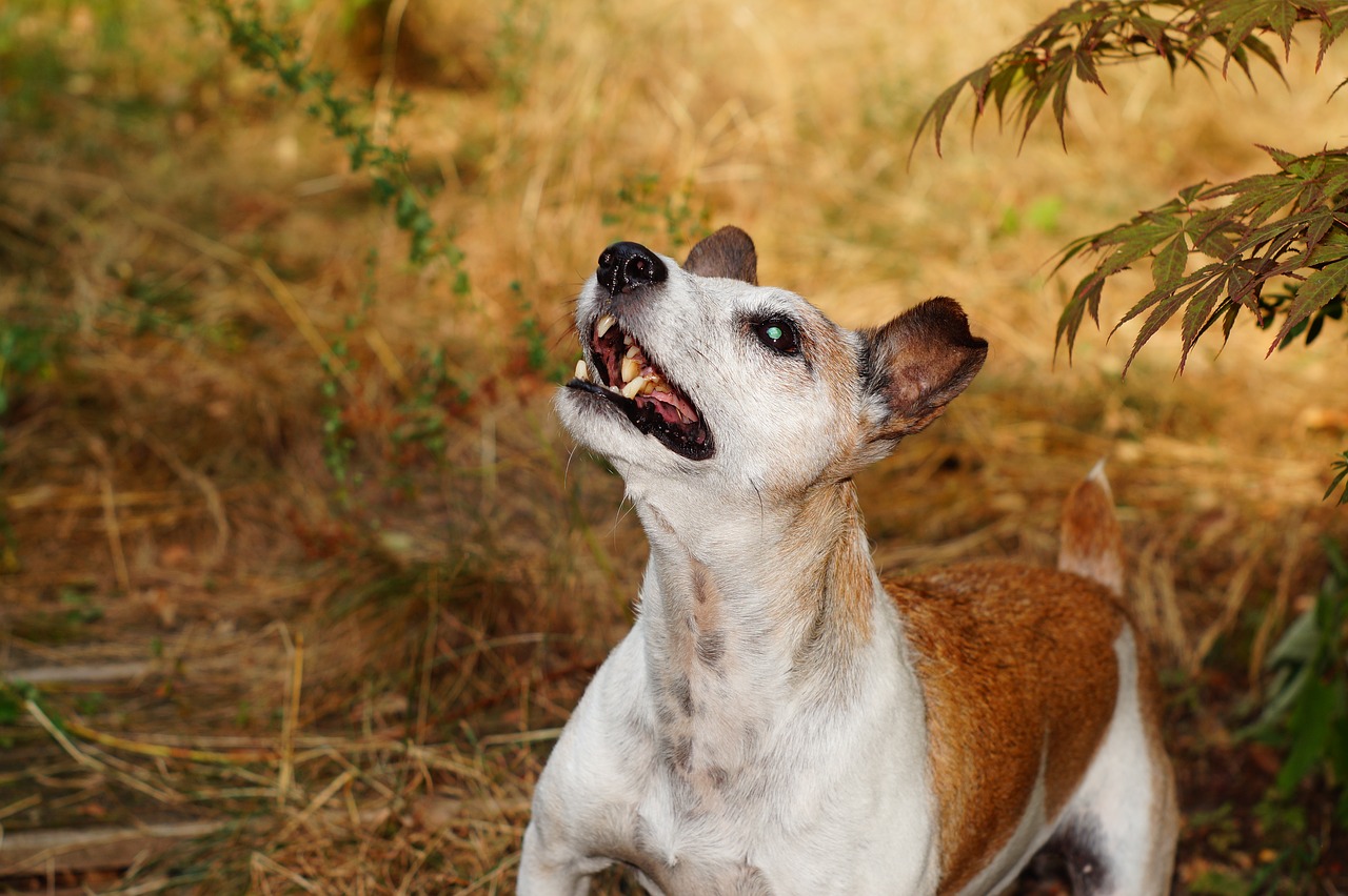 terrier dog animal free photo