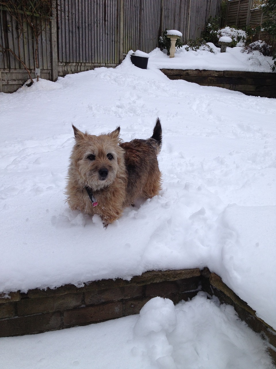 terrier dog pet free photo