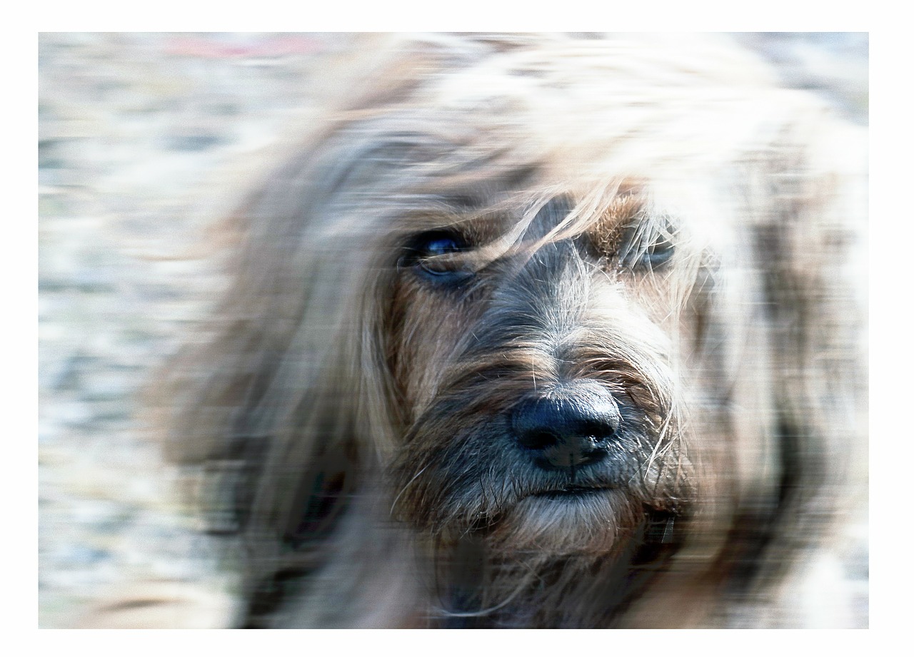 terrier canine tibetan terrier free photo