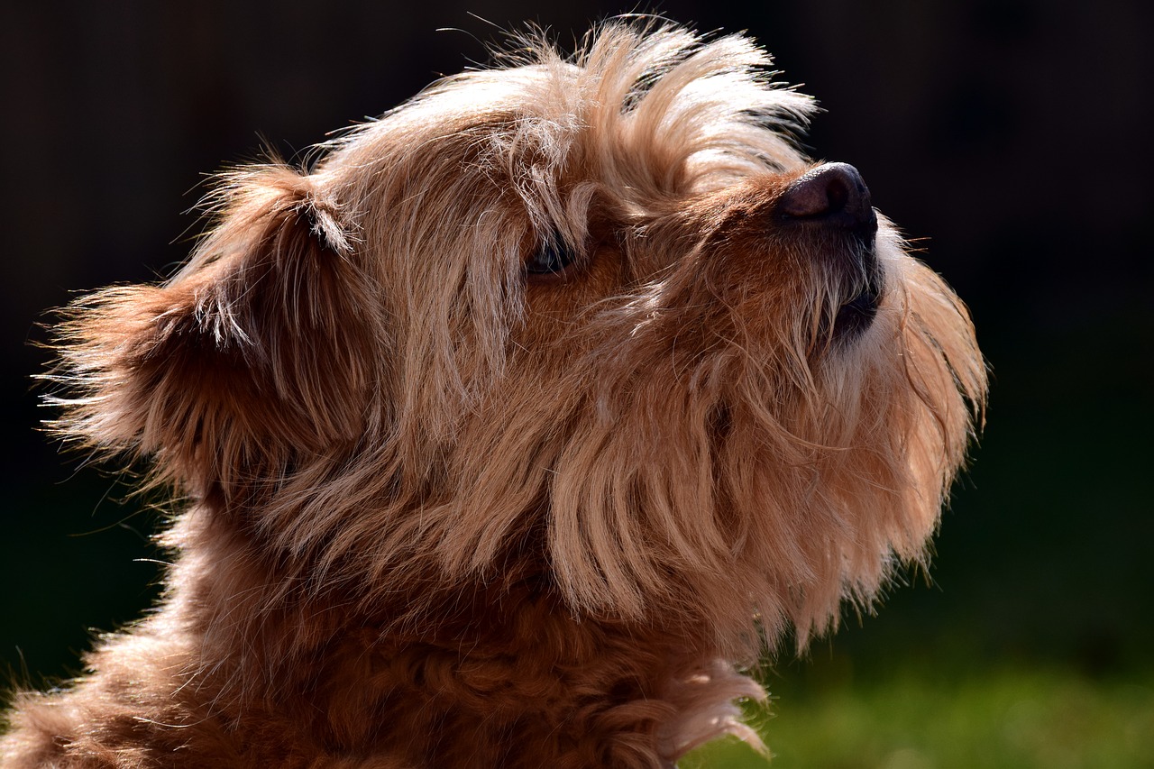 terrier small fur free photo