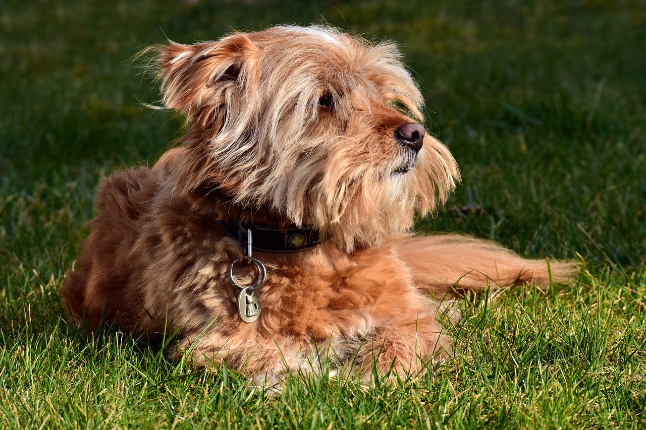 terrier meadow grass free photo