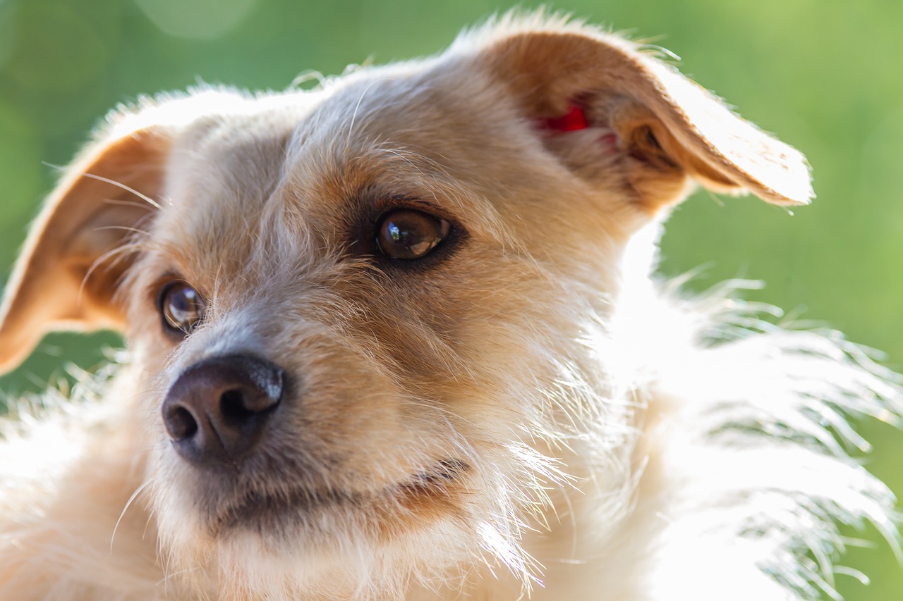 terrier  dog  pet free photo