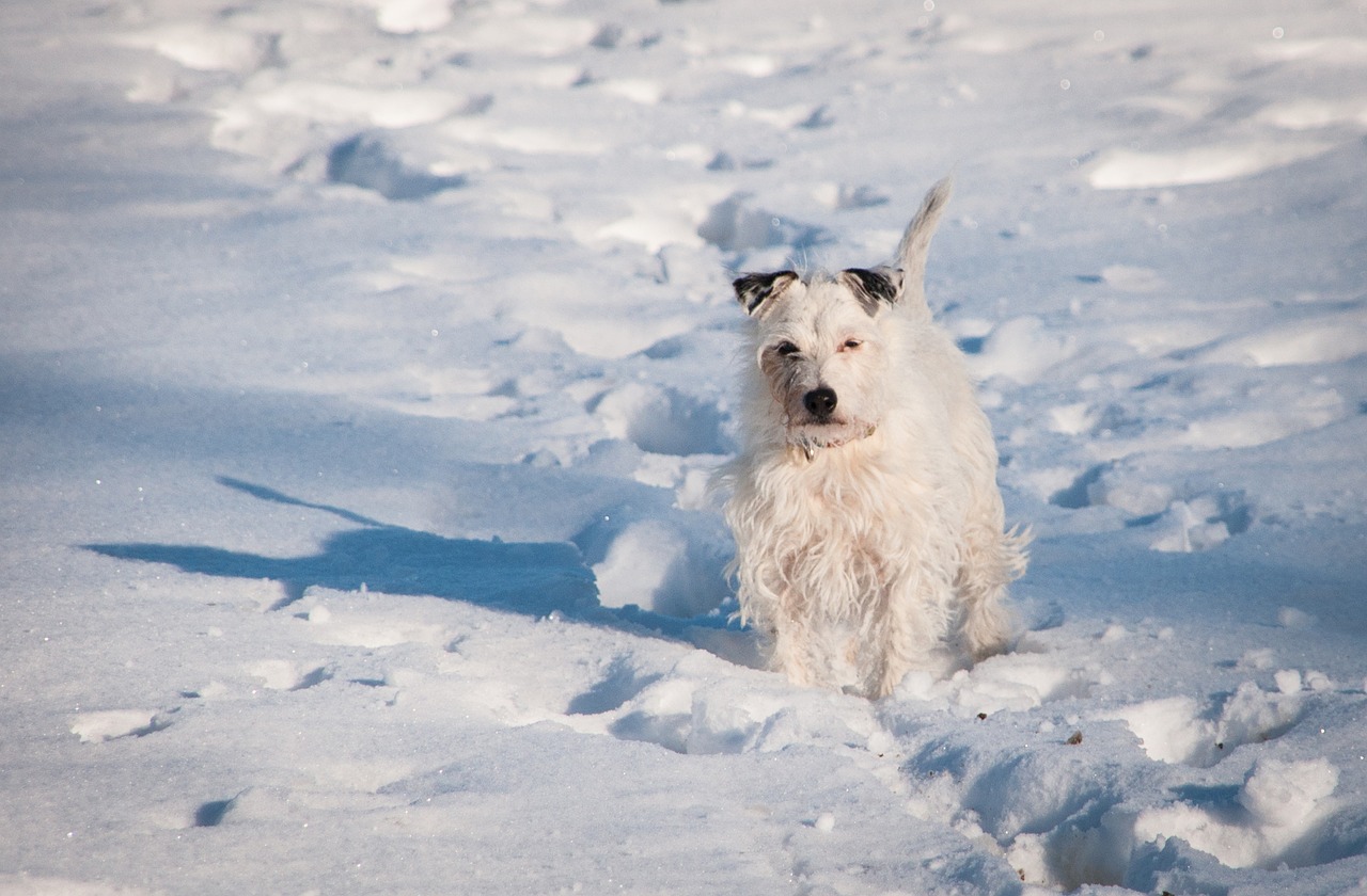 Собака снежок. Собака в снегу. Собака снежный терьер. Собака в снегу фото. Белая собака на снегу.