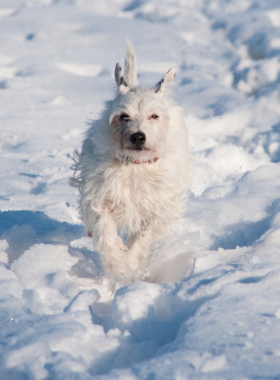 terrier  dog  snow free photo