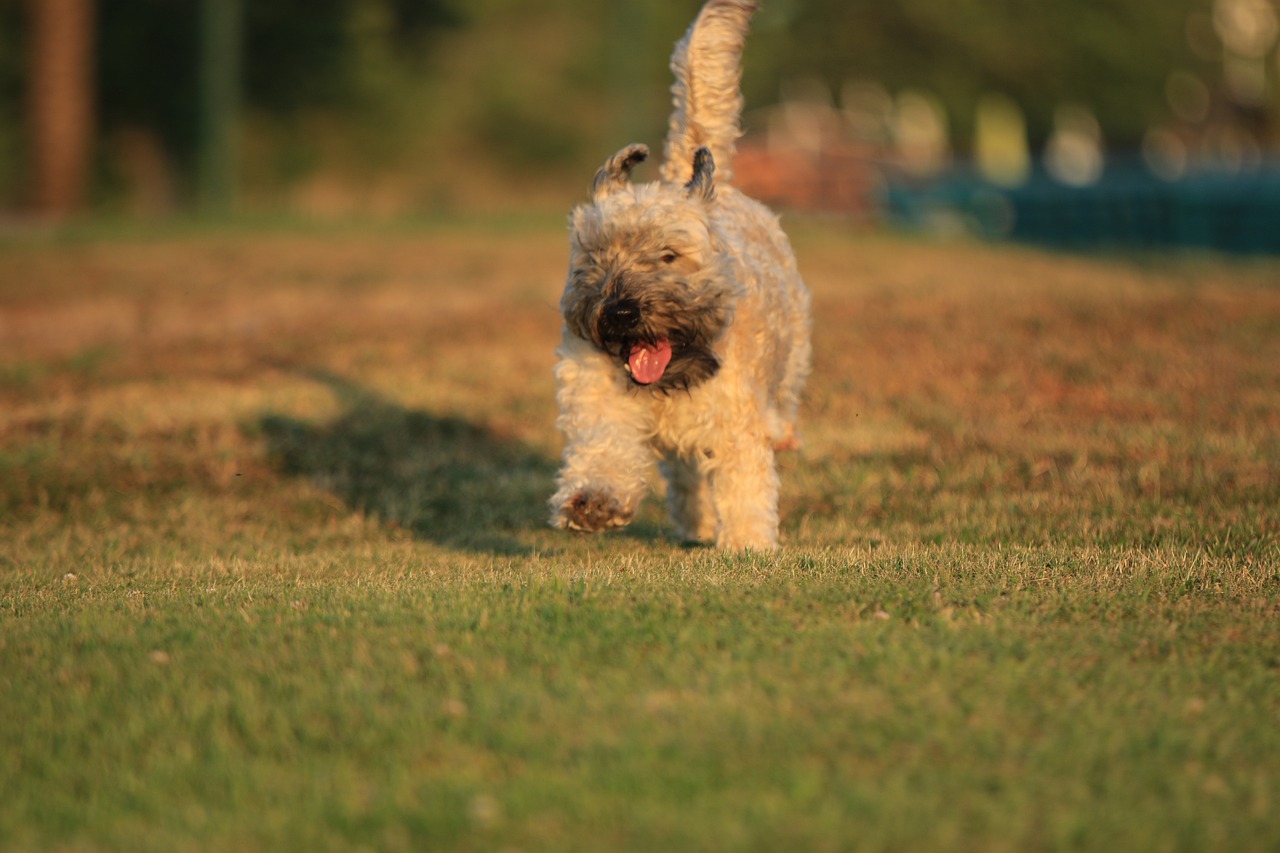 terrier  dog  running free photo