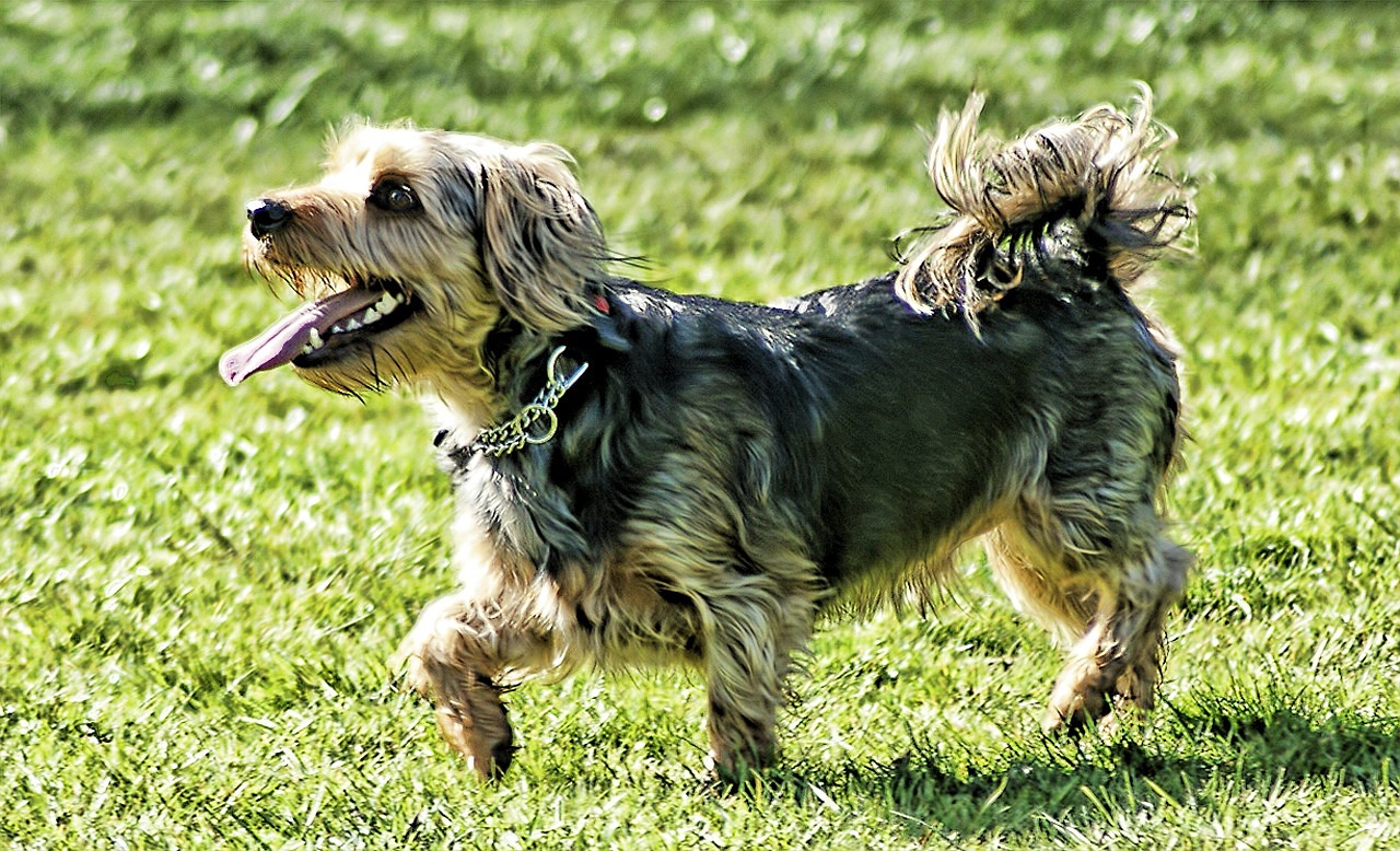 terrier dog cute free photo