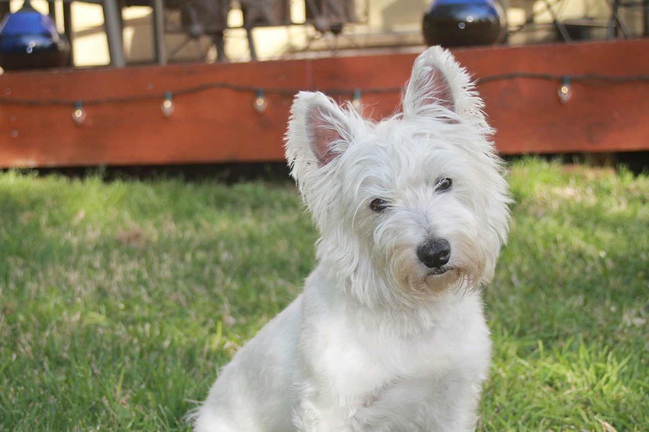 terrier animal pet free photo