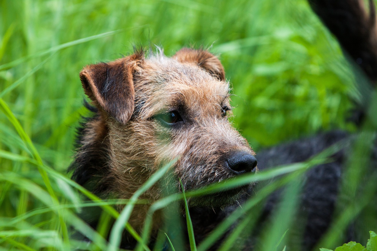 terrier lakeland puppy free photo