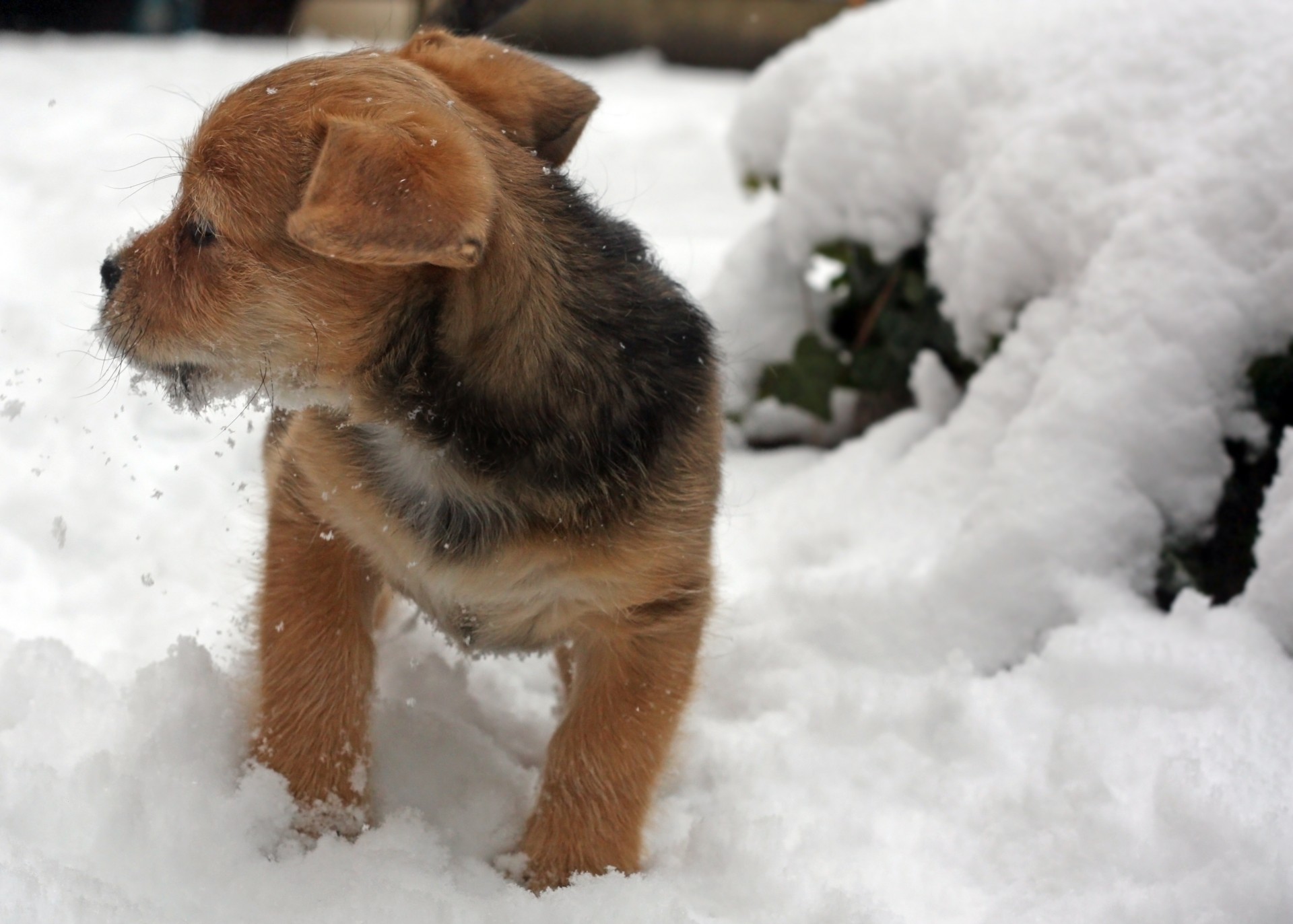 terrier puppy snow free photo