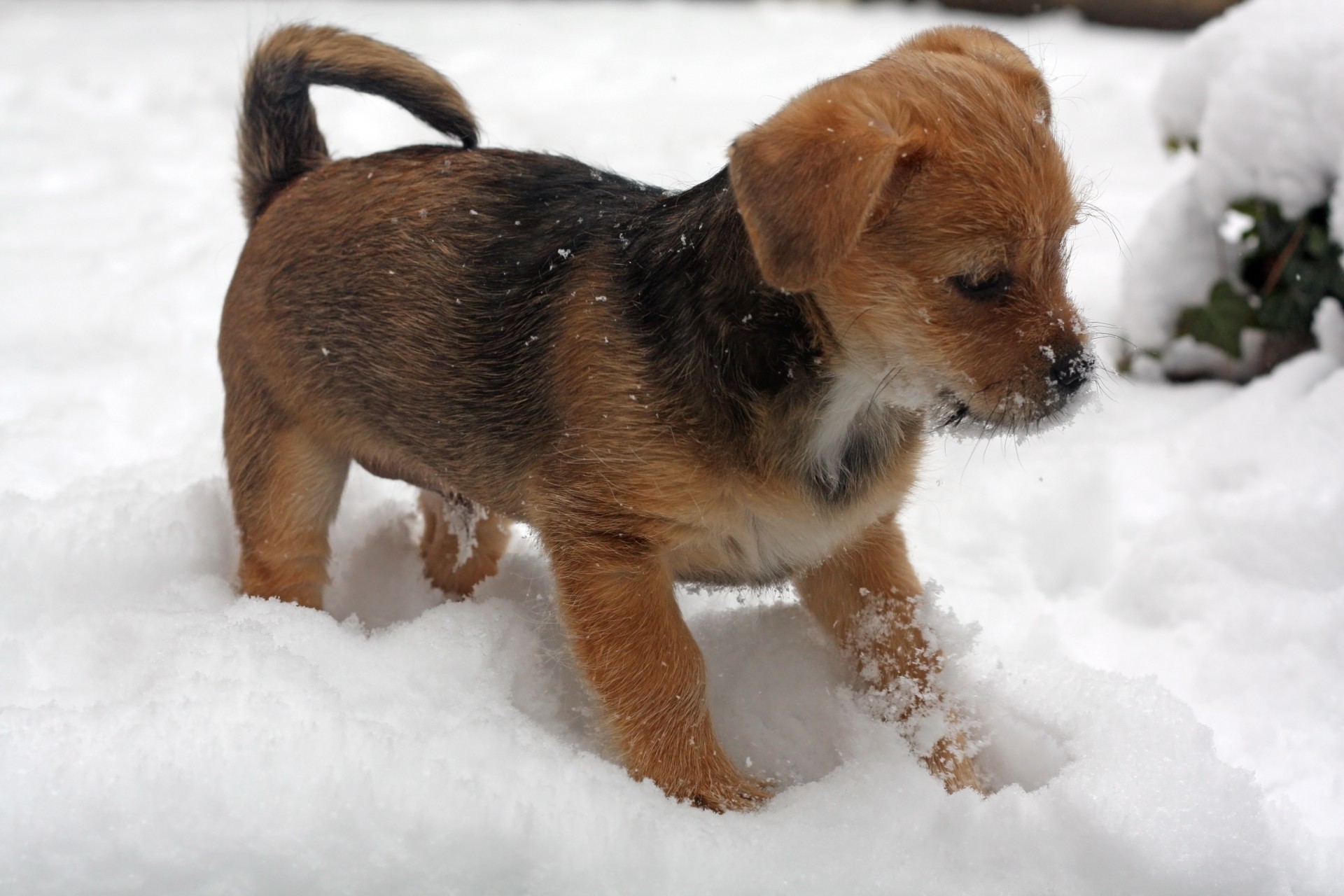 terrier puppy snow free photo