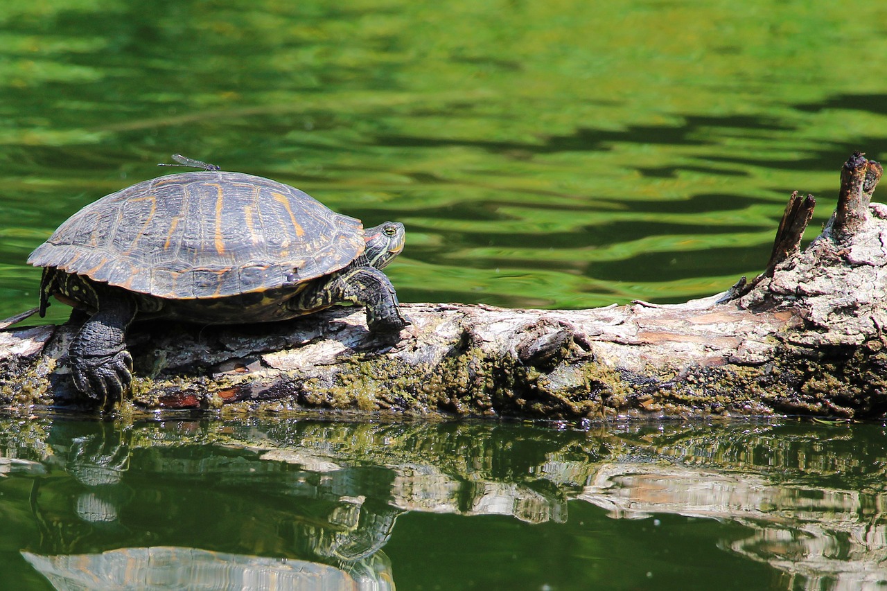 Черепашьи озера отзывы. Красноухая Болотная черепаха. Красноухая черепаха в дикой природе. Красноухая черепаха в природе. Американская красноухая черепаха.